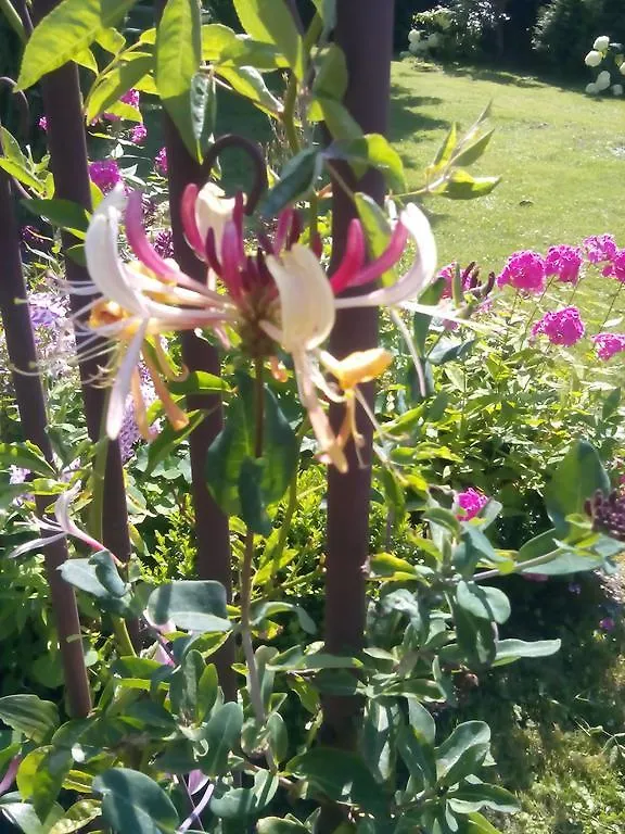 Ferienwohnung Lavendel Sinzheim